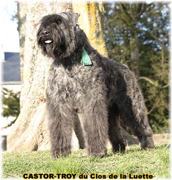 bouvier des flandres du clos de la luette - copyright d&eacute;pos&eacute;